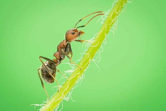 Doma jsme měli mravence.