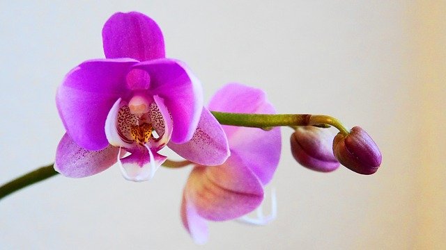 květy orchideje
