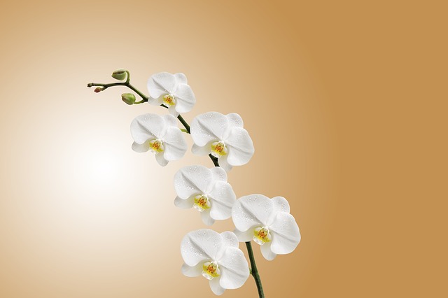 rozkvetlá orchidej
