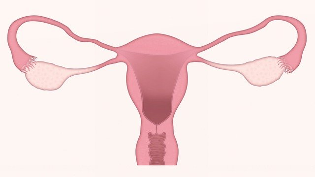 děloha a vaječníky