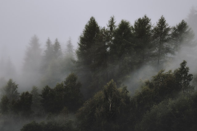mlha v lese